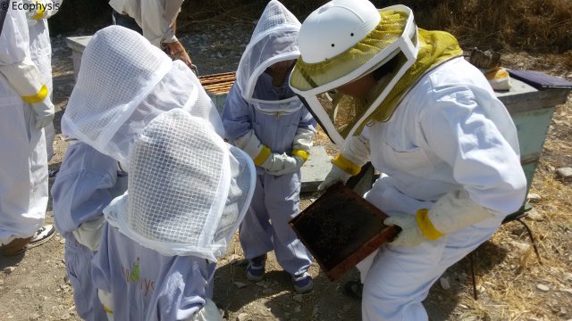 autumn visit to the hives